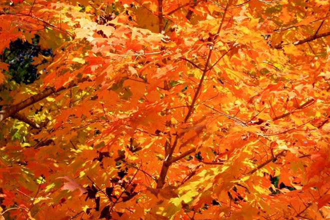 Getting Artsy in Autumn at Lookout Mountain Alabama