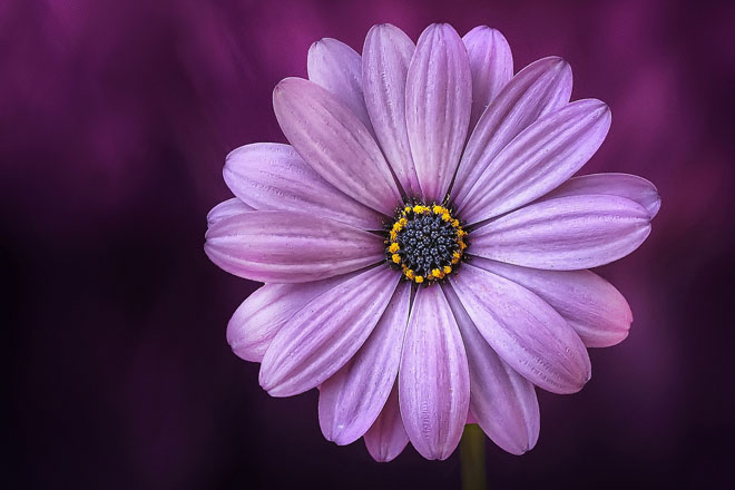 Traci’s Flowers and Gifts